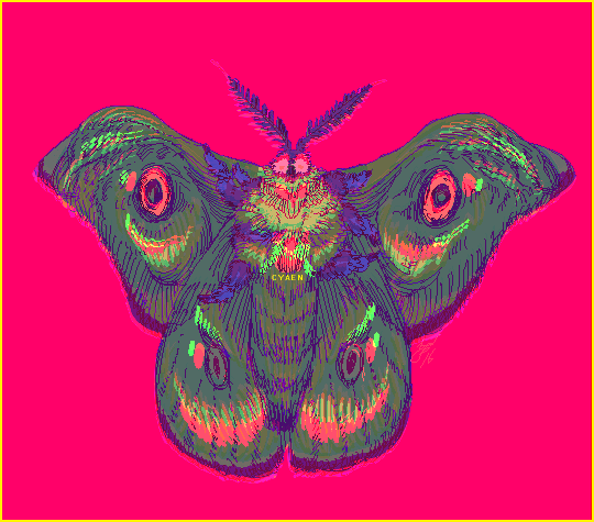 13 this bright moth is approaching