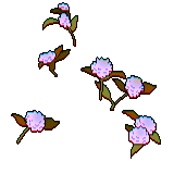 11 white globe amaranth