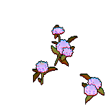 12 white globe amaranth