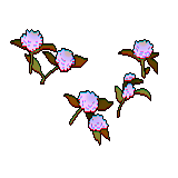 27 white globe amaranth