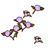 22 white globe amaranth