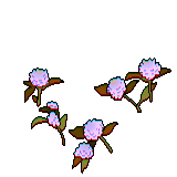 24 white globe amaranth