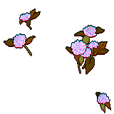 25 white globe amaranth