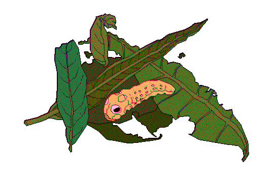 yellow caterpillar on half eaten leaves