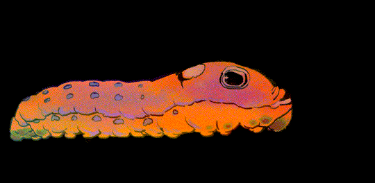 yellow caterpillar walk cycle