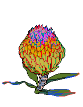 1 protea